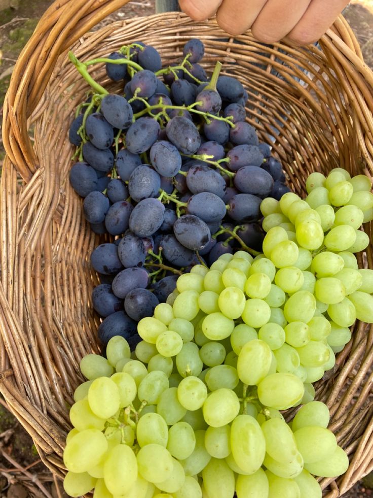 Grapes